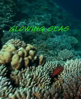 发光的海洋