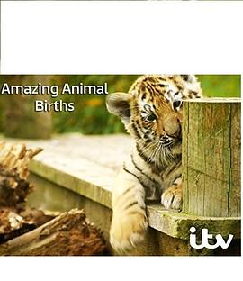 动物出生的奇妙过程 第一季